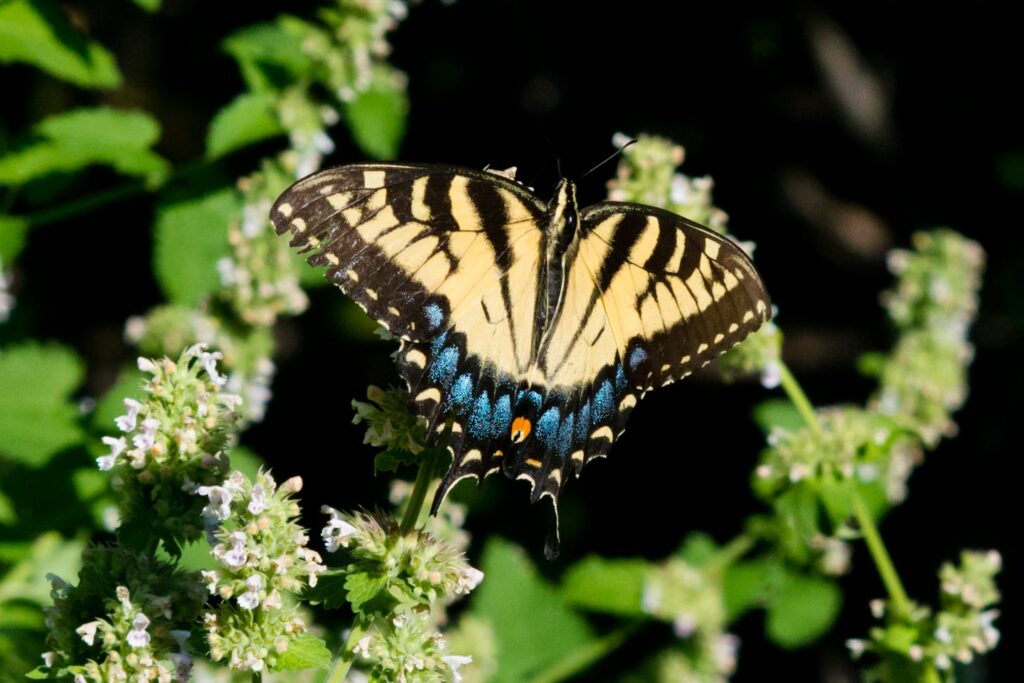 Female eastern tiger swallowtail butterfly on a plant.