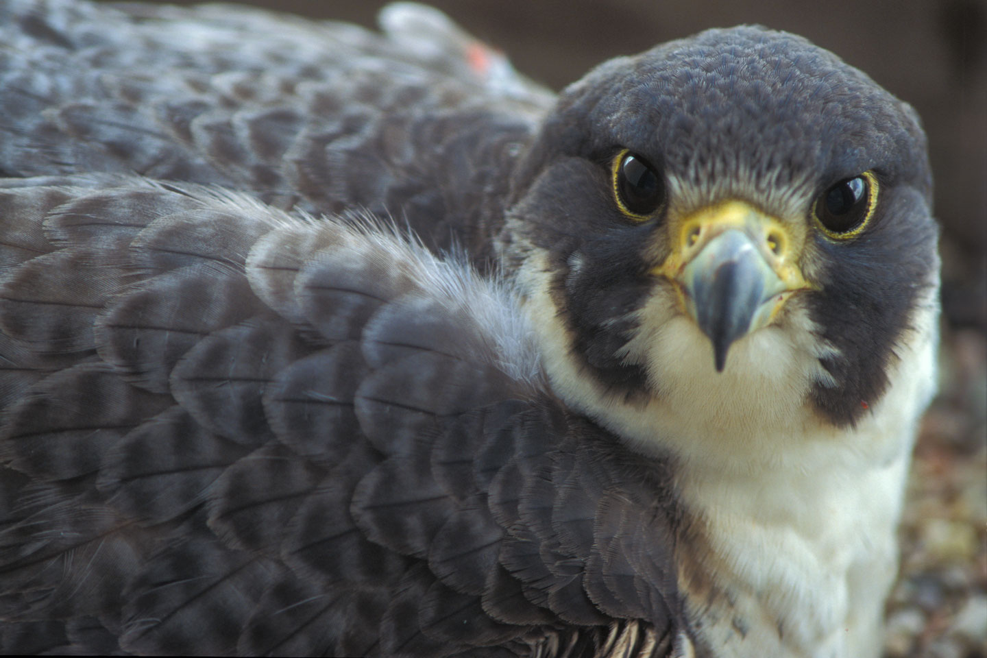 A peregrine falcon looks at the camera.