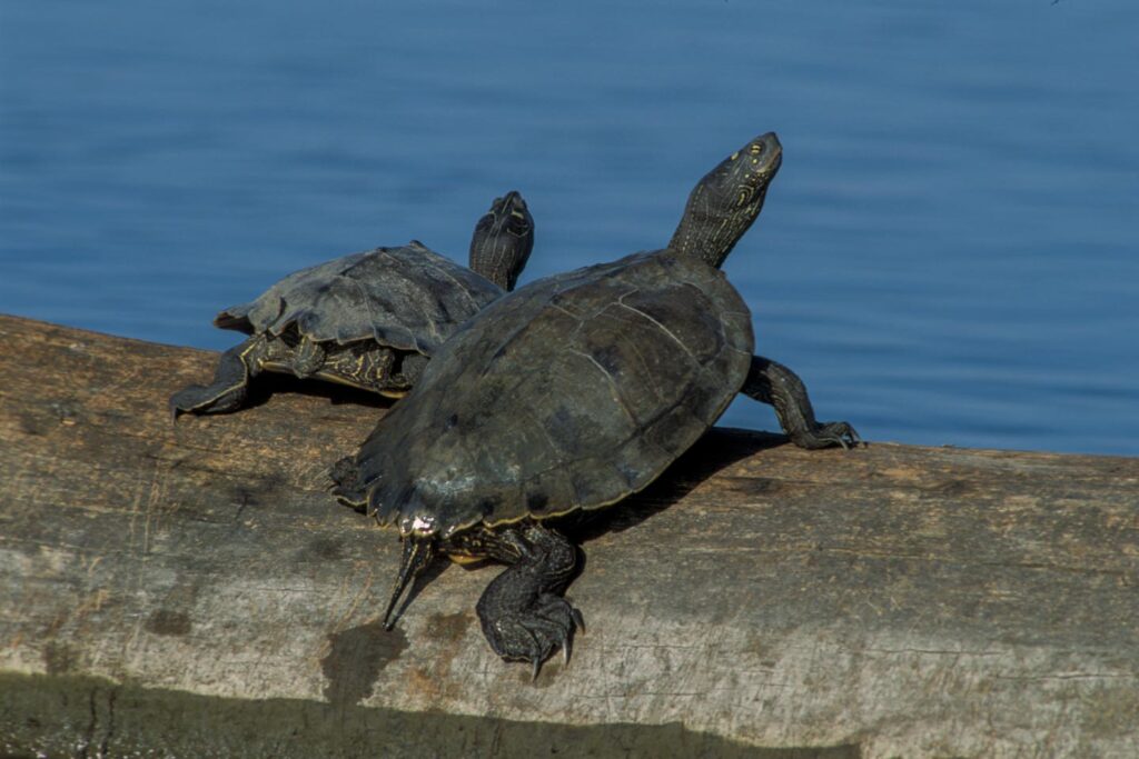 False map turtles sunning themselves on a log.