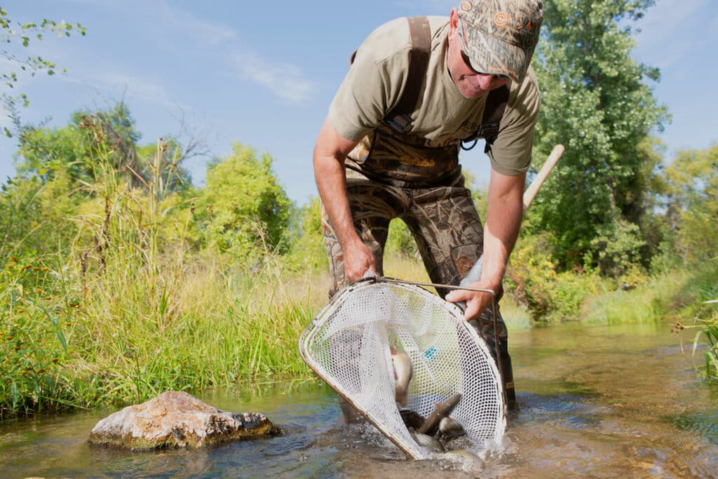 a fisheries biologist leans over with a net full of trout that he is releasing into a river in Nebraska
