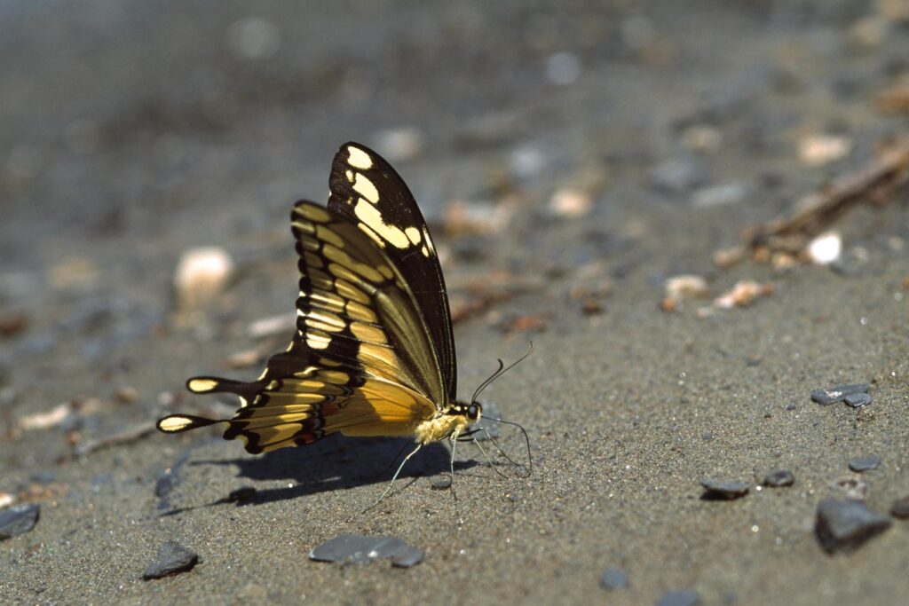Giant swallowtail butterfly on the ground.