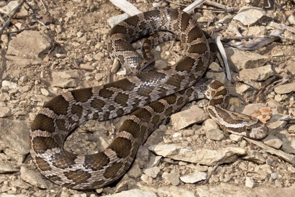 Great Plains rat snake on rocky ground