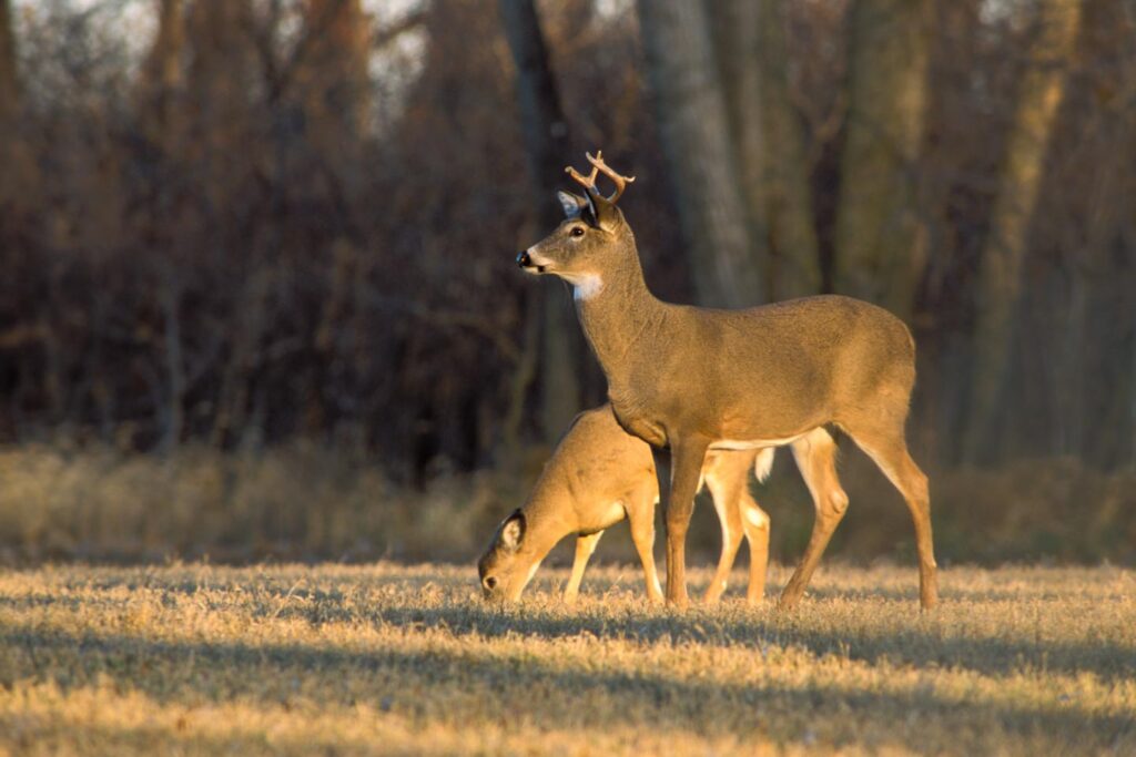 Two deer, a buck and doe, standing in alfalfa