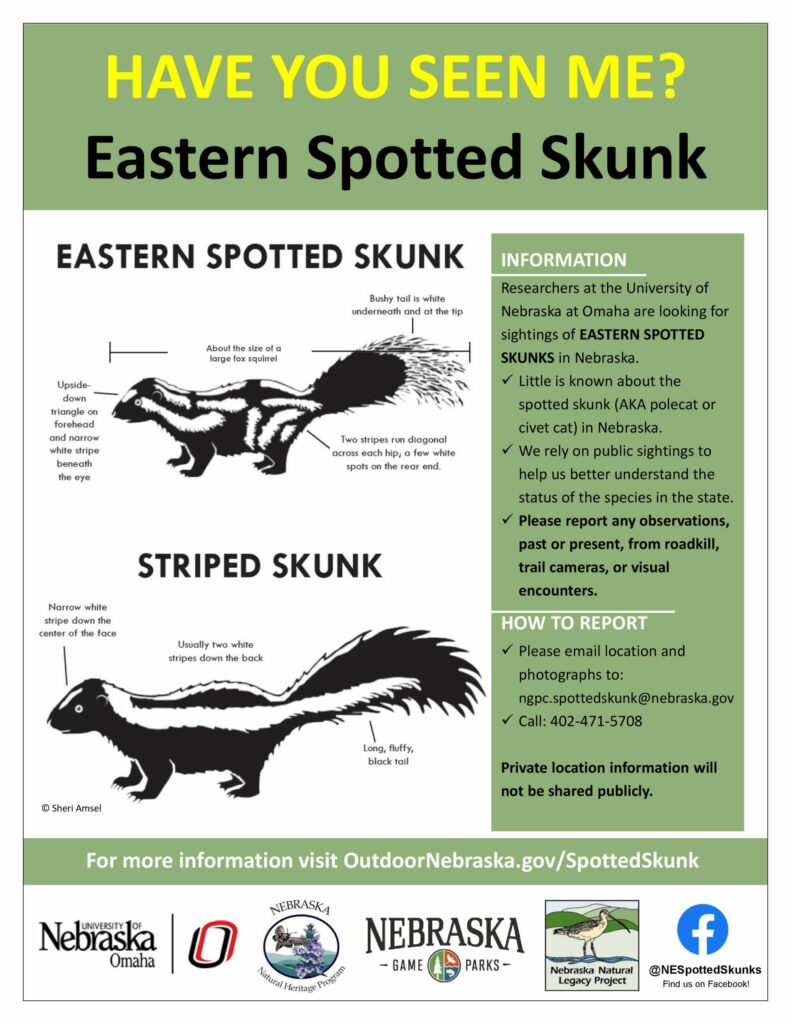 Poster with diagrams of striped and spotted skunks 