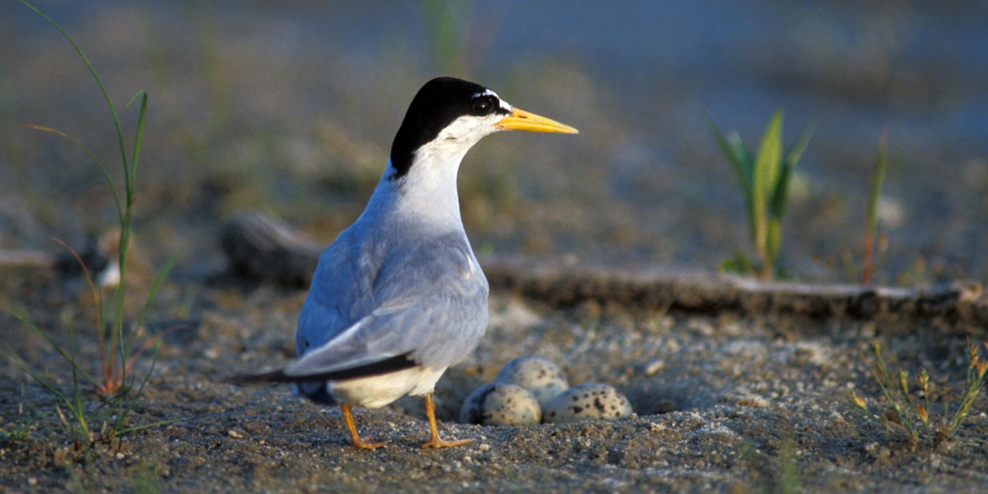 Science of…Keystone Species  Outdoor Nebraska Nebraska Game and Parks  Outdoor Calendar