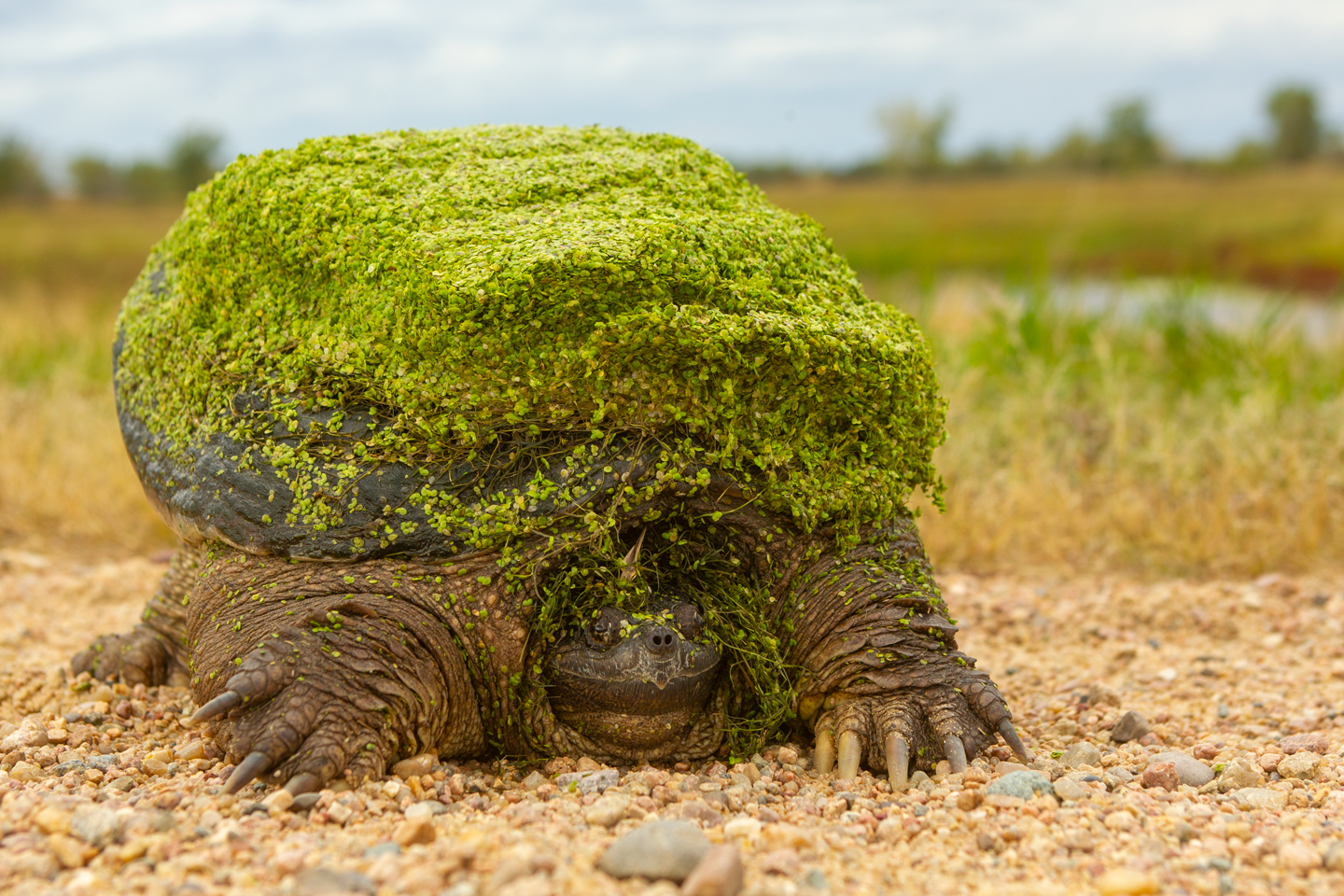 snapping turtle with water plants stuck to back