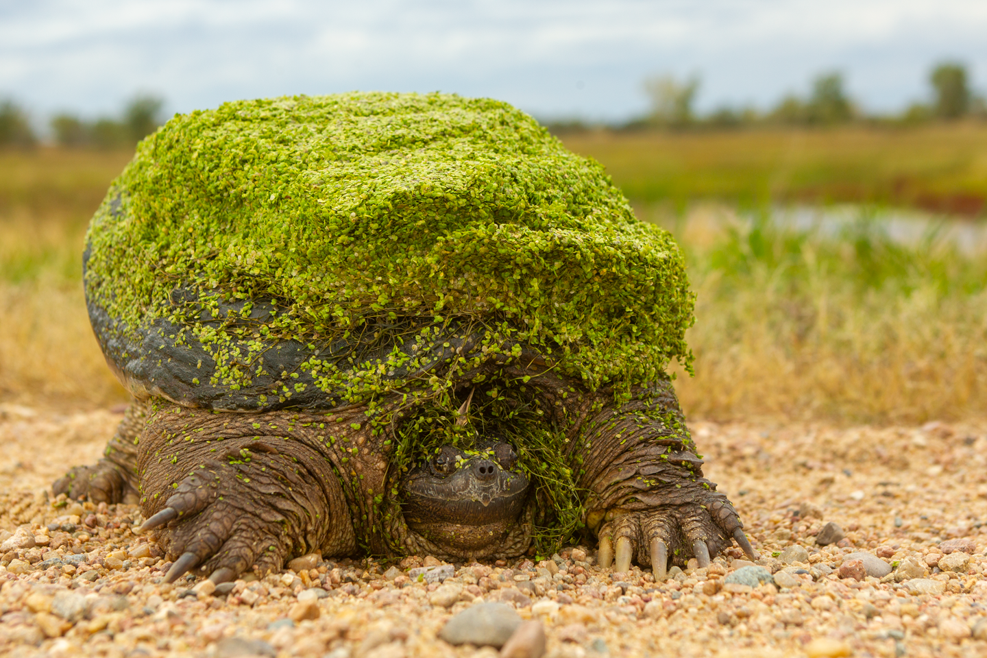 Read More: Reptile Awareness Month