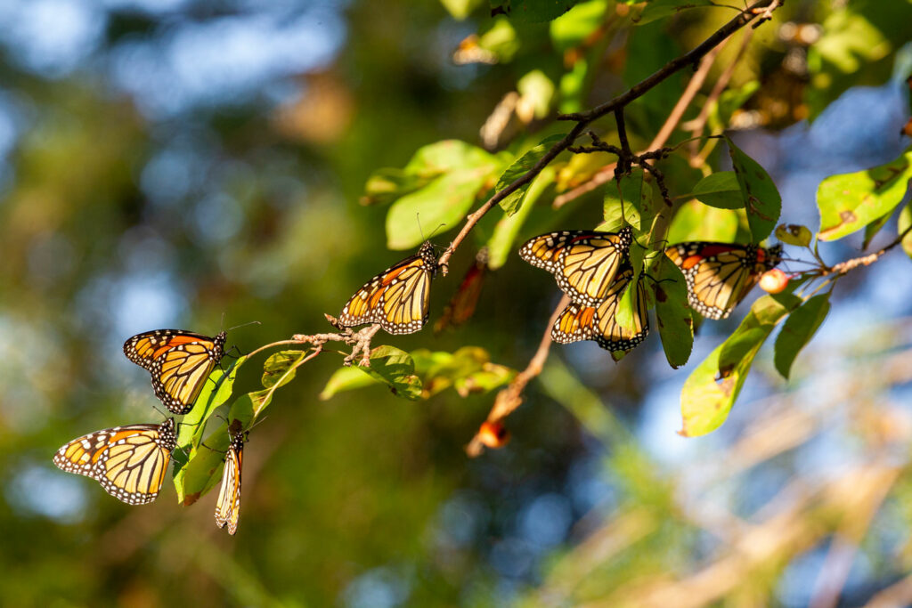 Monarchs rest on tree branches in central Nebraska.