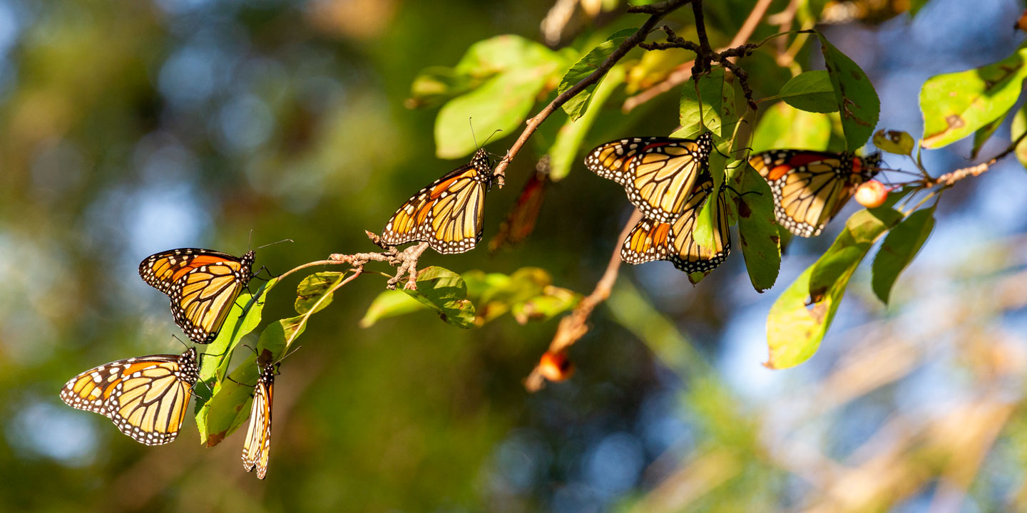 September At-Risk Species - Monarch Butterflies • Nebraskaland