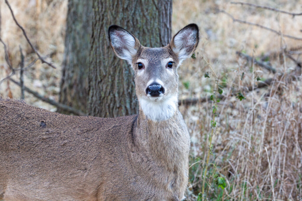 A whitetail deer doe looks at the camera.