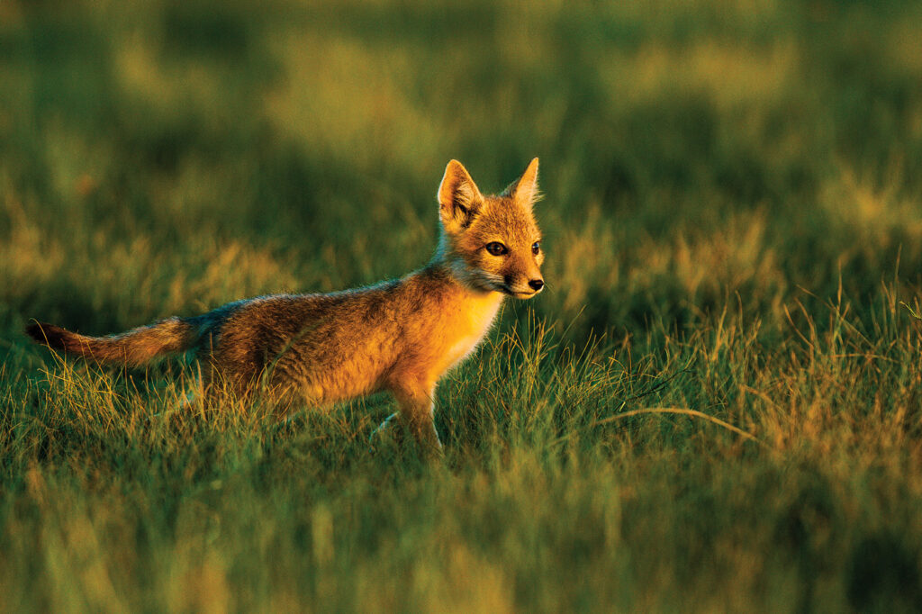 A swift fox stands in green prairie grass