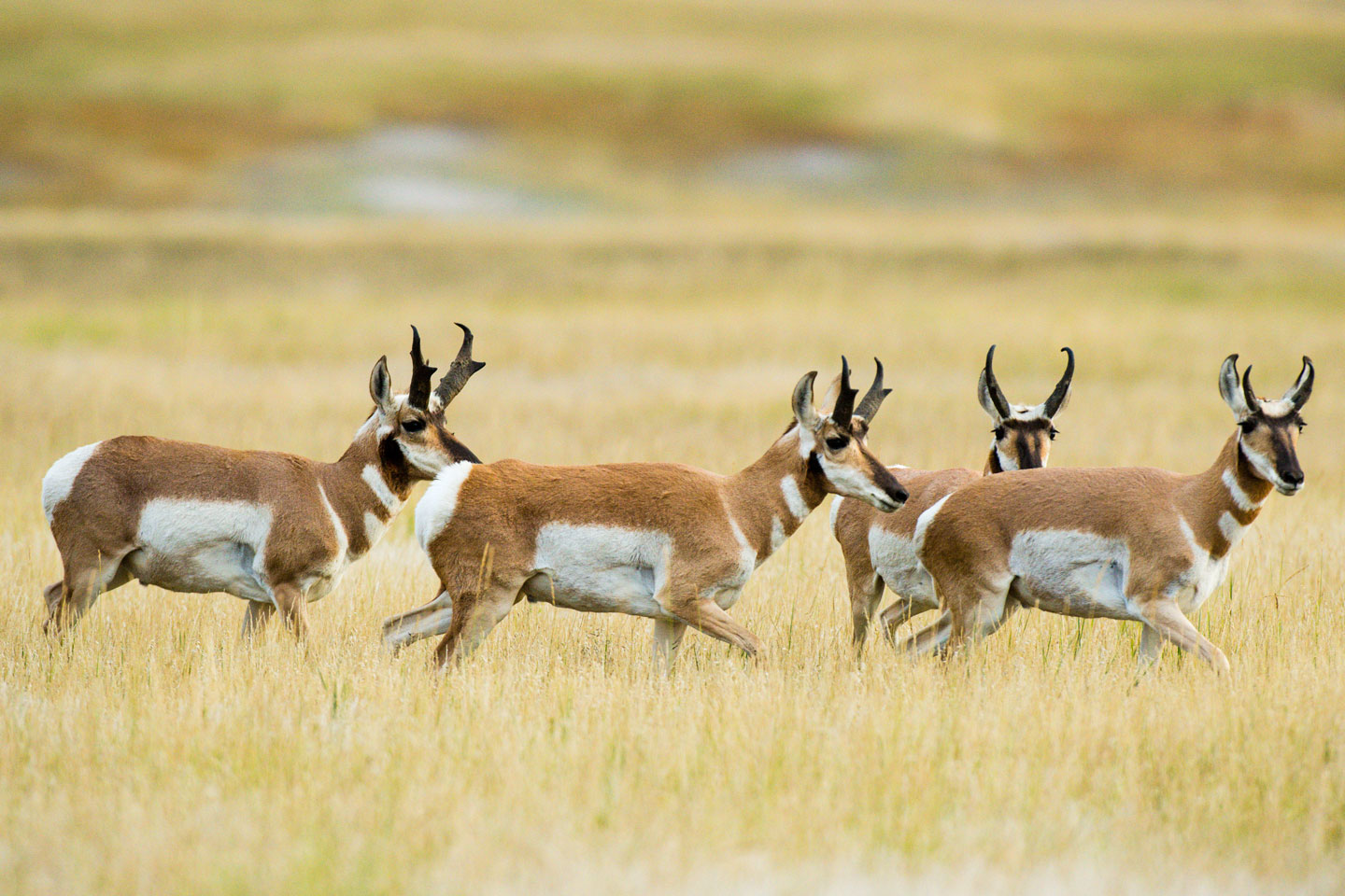 Male pronghorn antelope with horns traveling across grassland.