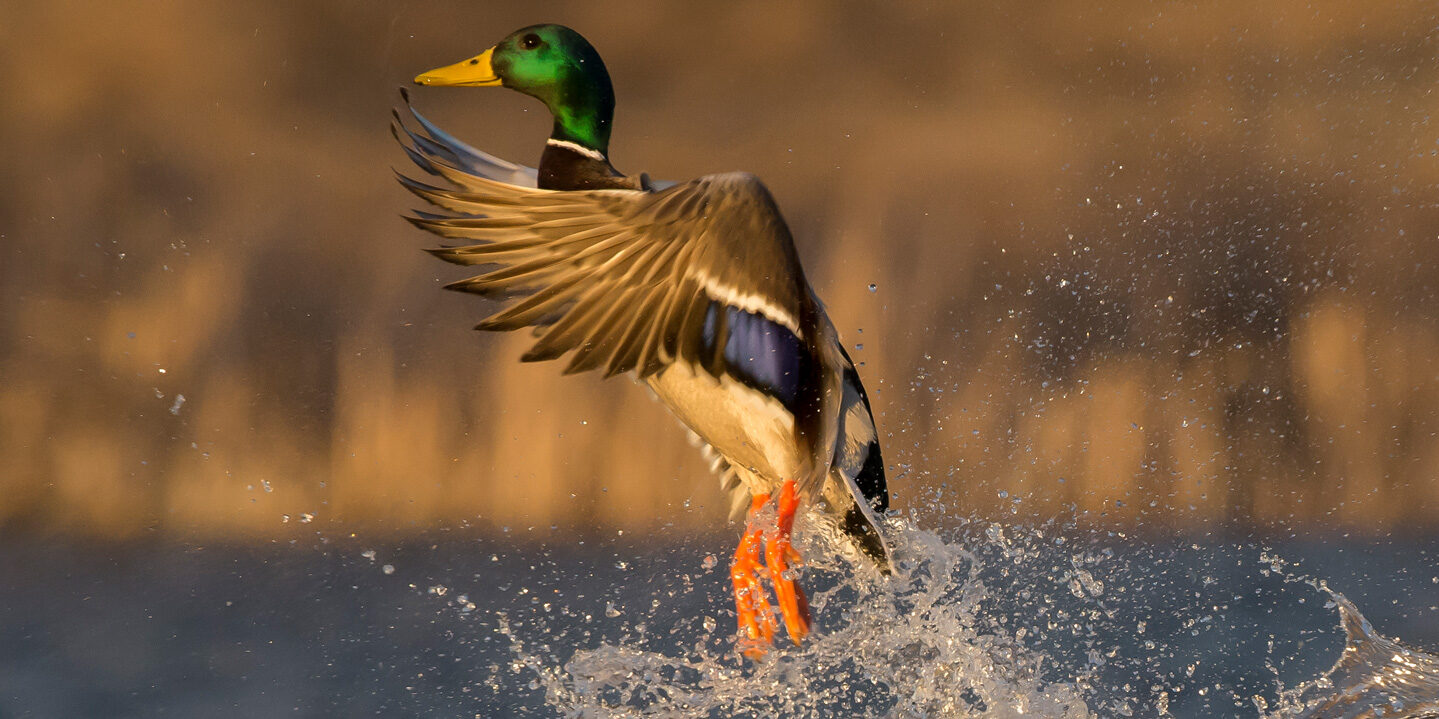 Waterfowl Nebraska Game & Parks Commission