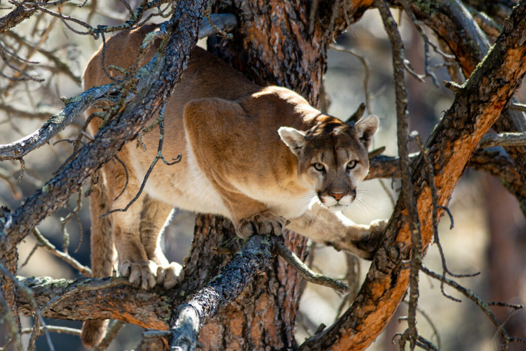 Mountain lion in a tree.