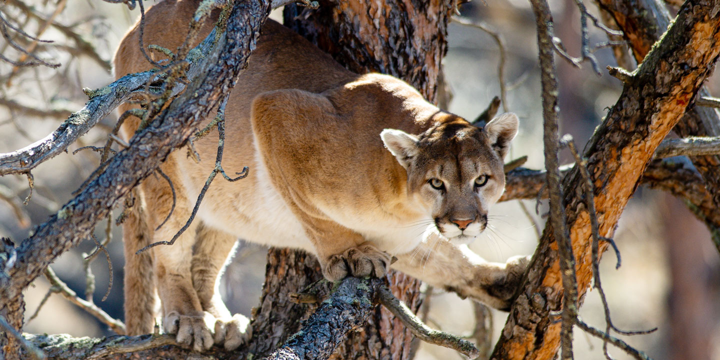 Alternativa Detectable De otra manera Leones de montaña | Comisión de Juegos y Parques de Nebraska