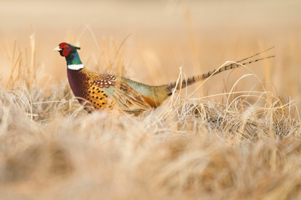 Side view of a pheasant among prairie grasses.