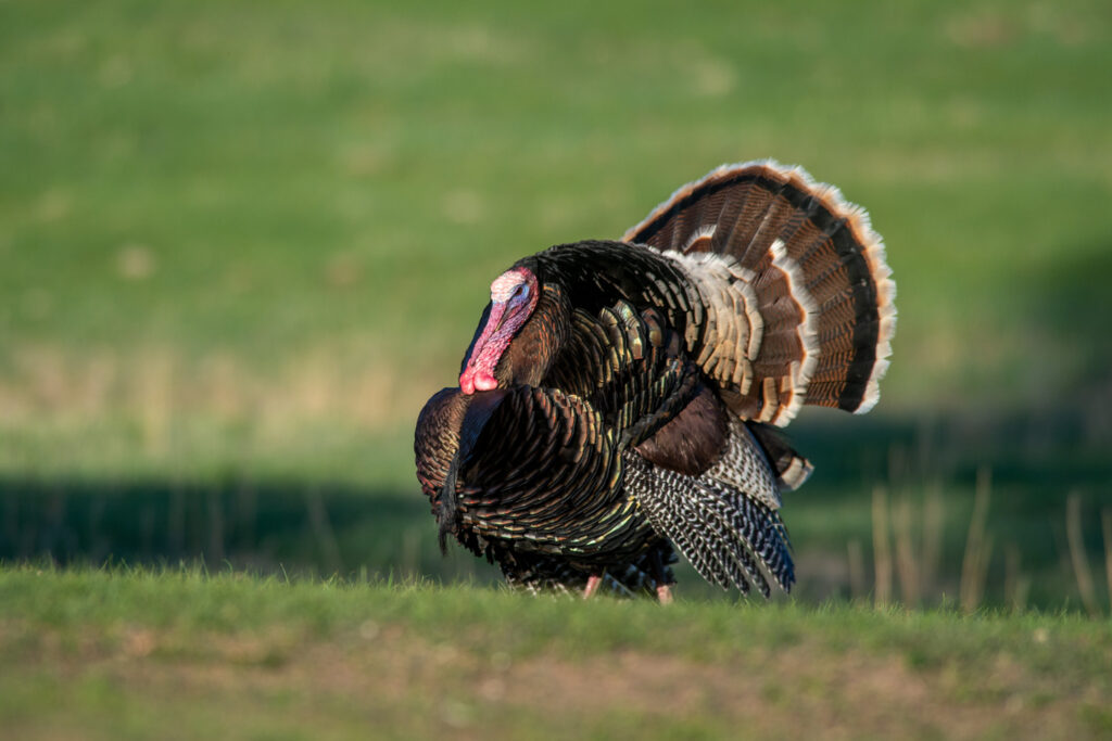 A Merriam tom in a field