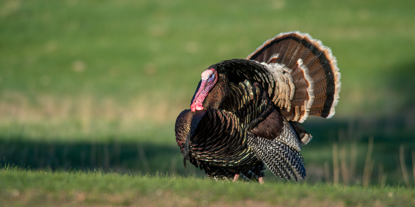 Turkey - Nebraska Game & Parks Commission