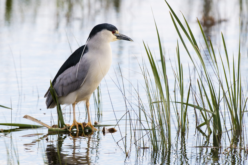 A black-crowned night heron stands in water.