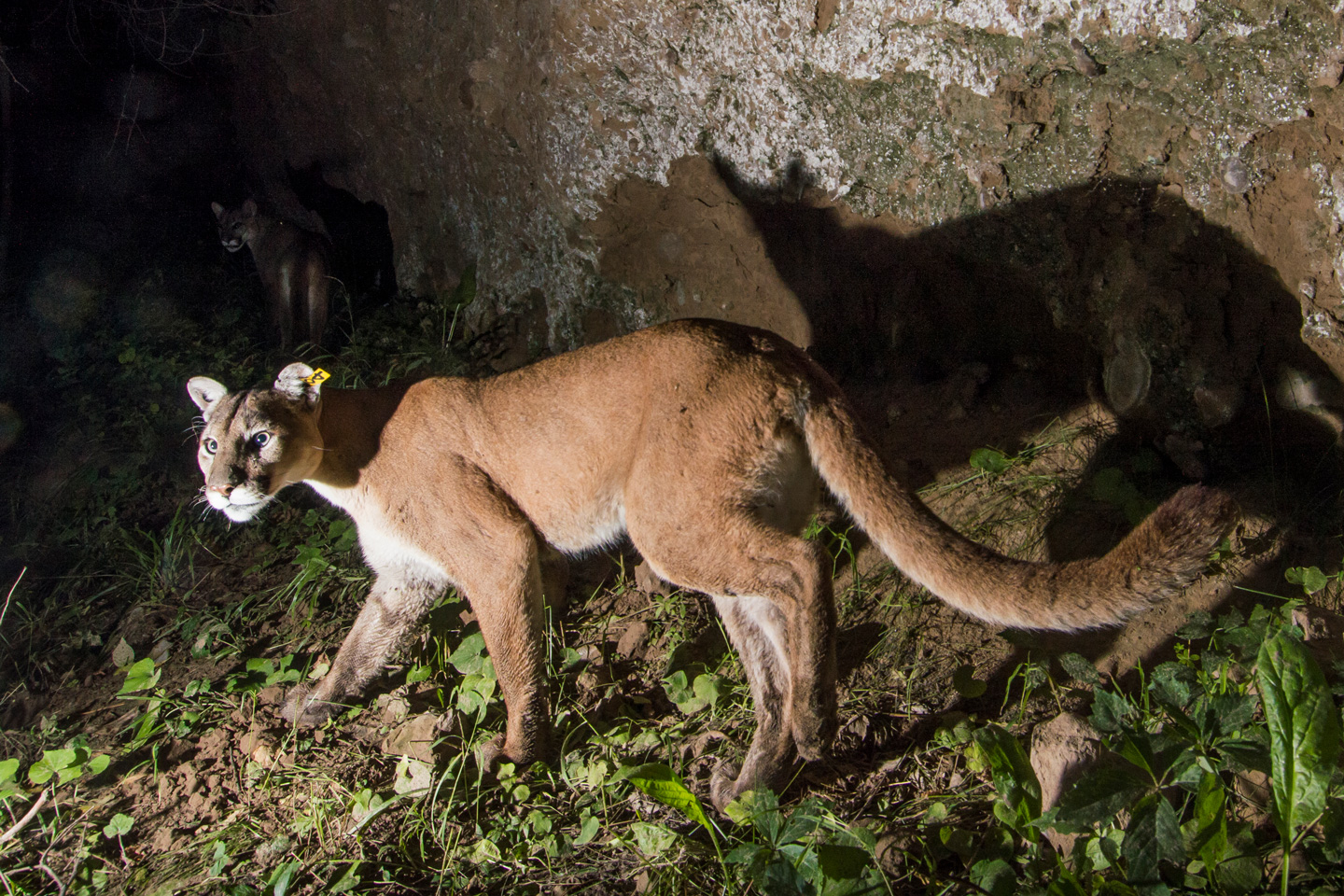 Read More: Mountain lion season ends in Niobrara Unit