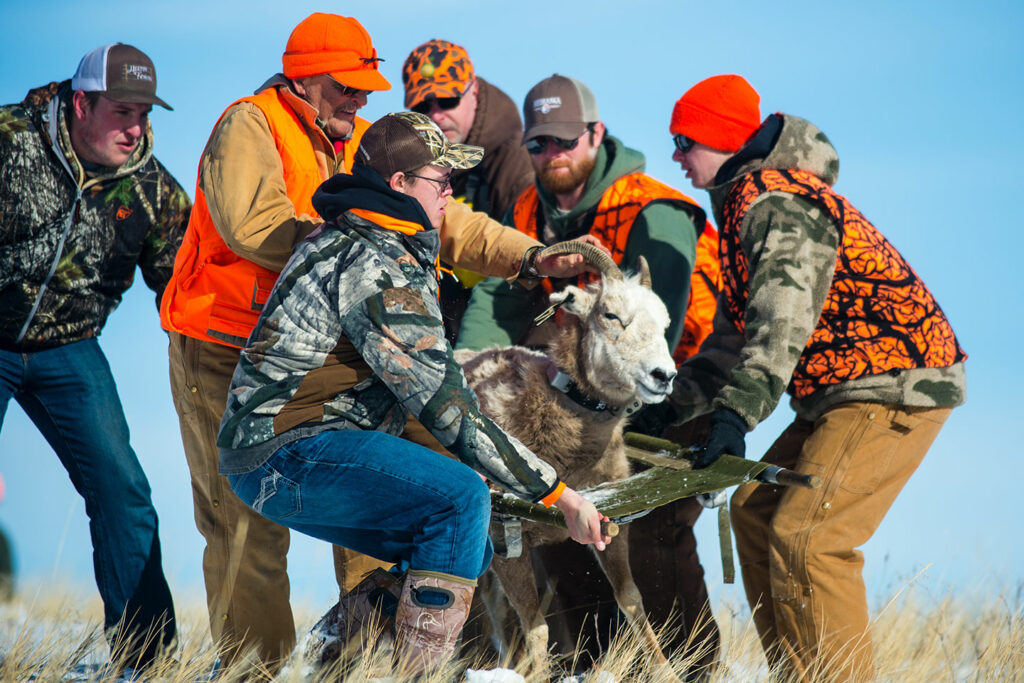 Six men release a bighorn sheep with a radio collar into the wild
