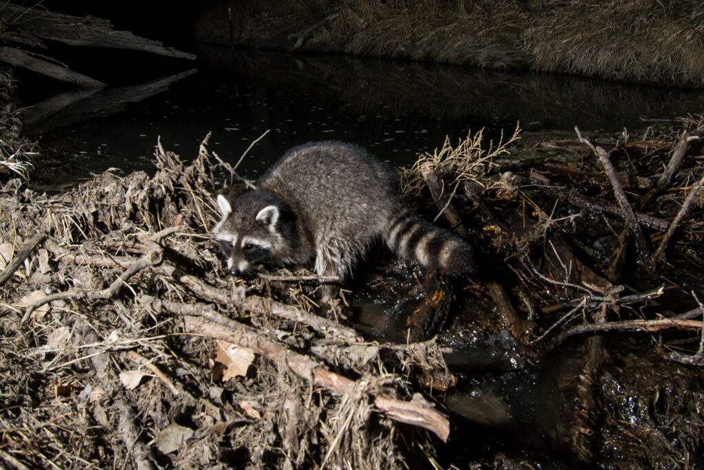 A raccoon crosses a dam of logs,