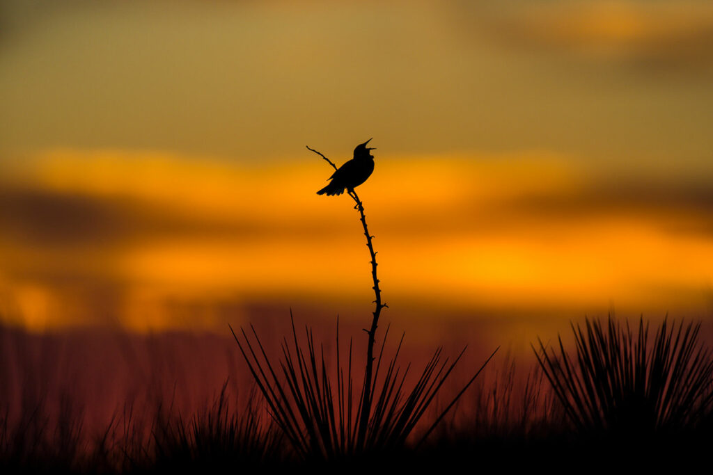 A singing Western Meadowlark is silhouetted against the sunset