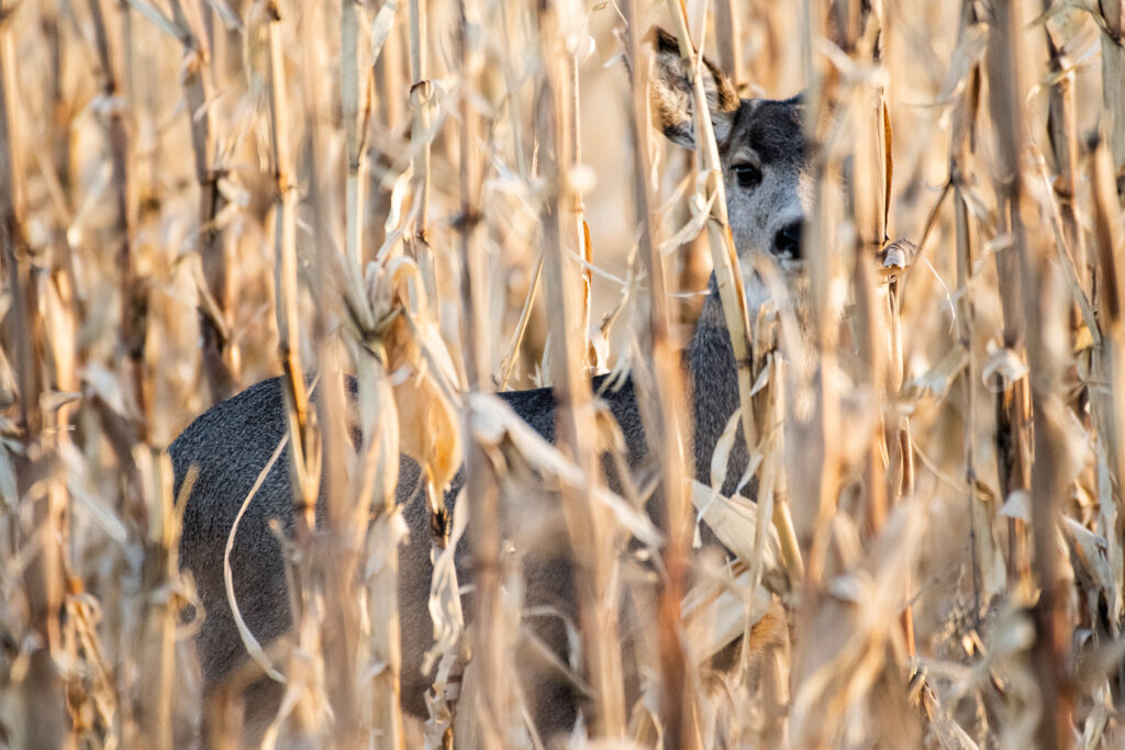 A mule deer is barely visible through dry corn.