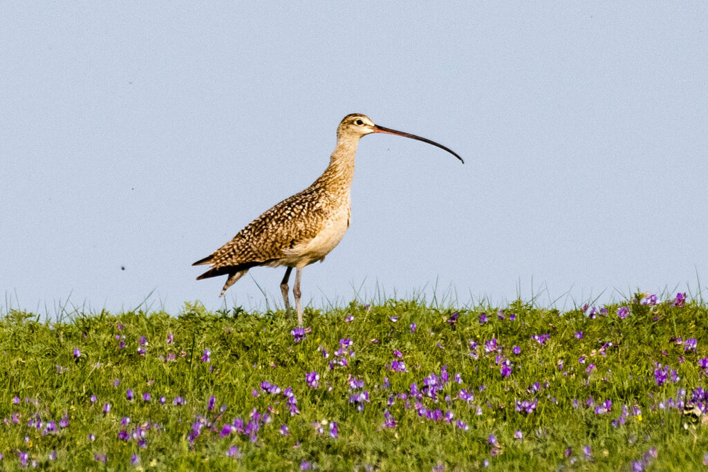 Long-billed Curlew in a grassland against blue sky