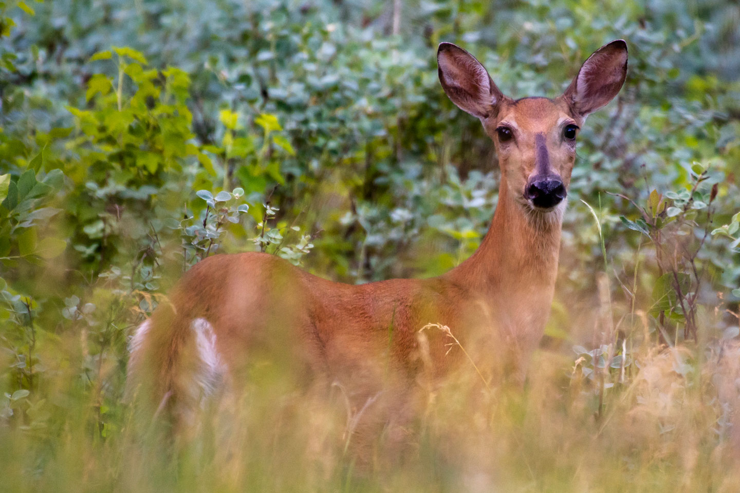 A doe looks over some prairie grasses at the camera.