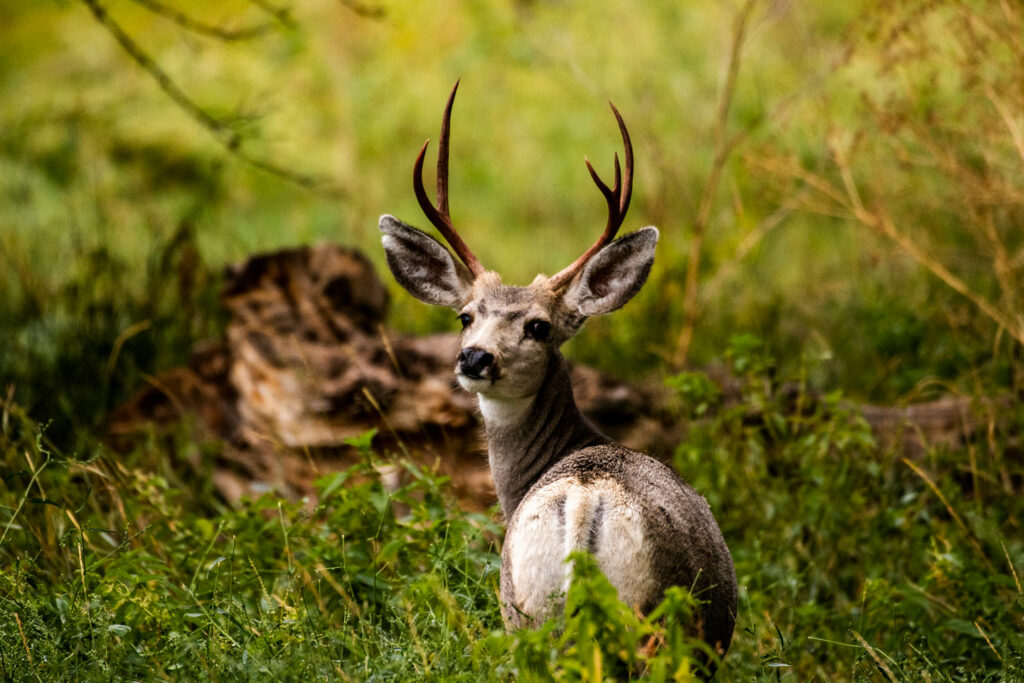 Buck mule deer in a forest