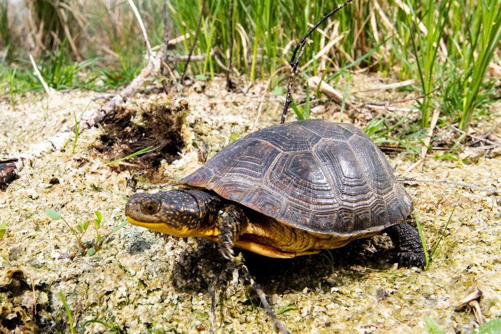 Blanding's Turtle in a marsh habitat