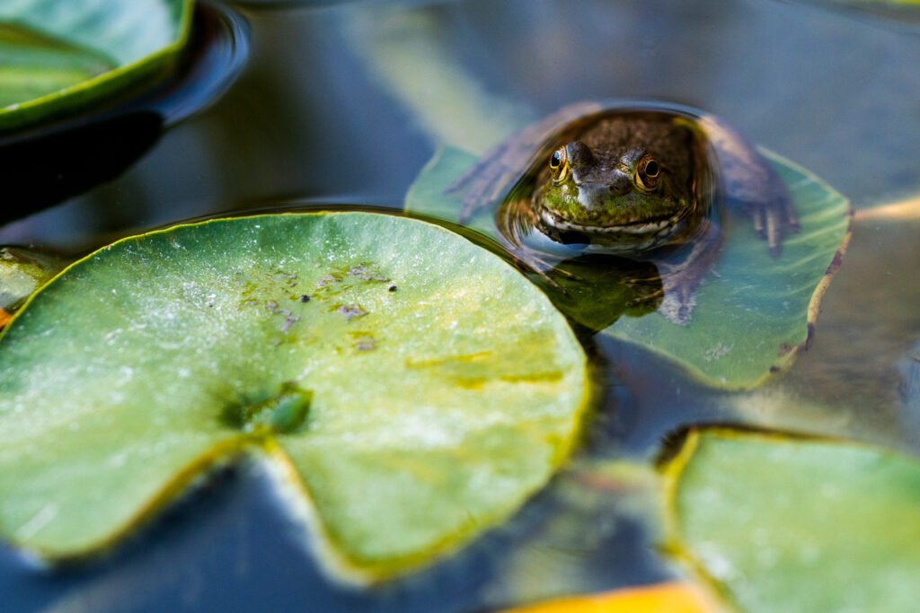 An American Bullfrog surrounded by lily pads.