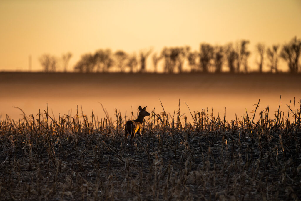 A deer is silhouetted in a corn field.