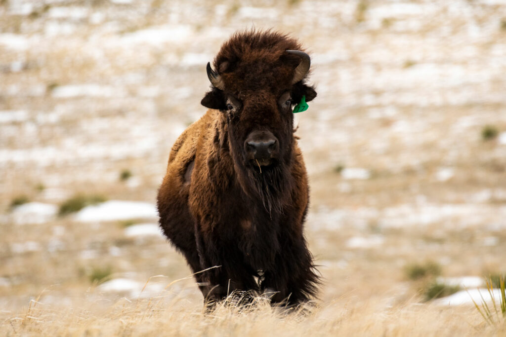 A bison's hair blows in the wind