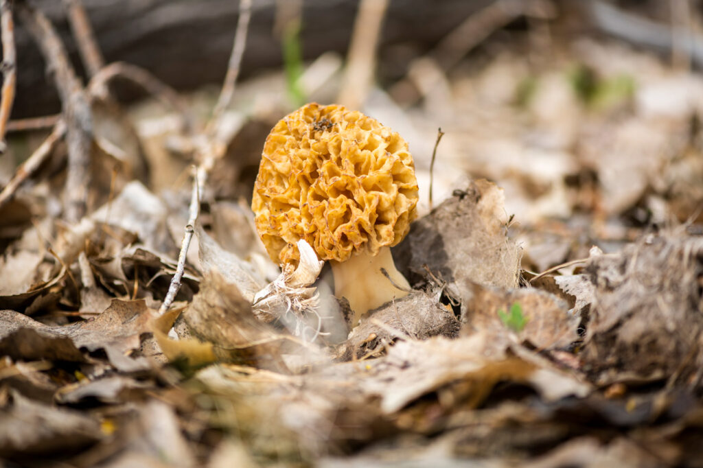 A single morel mushroom among fallen leaves.