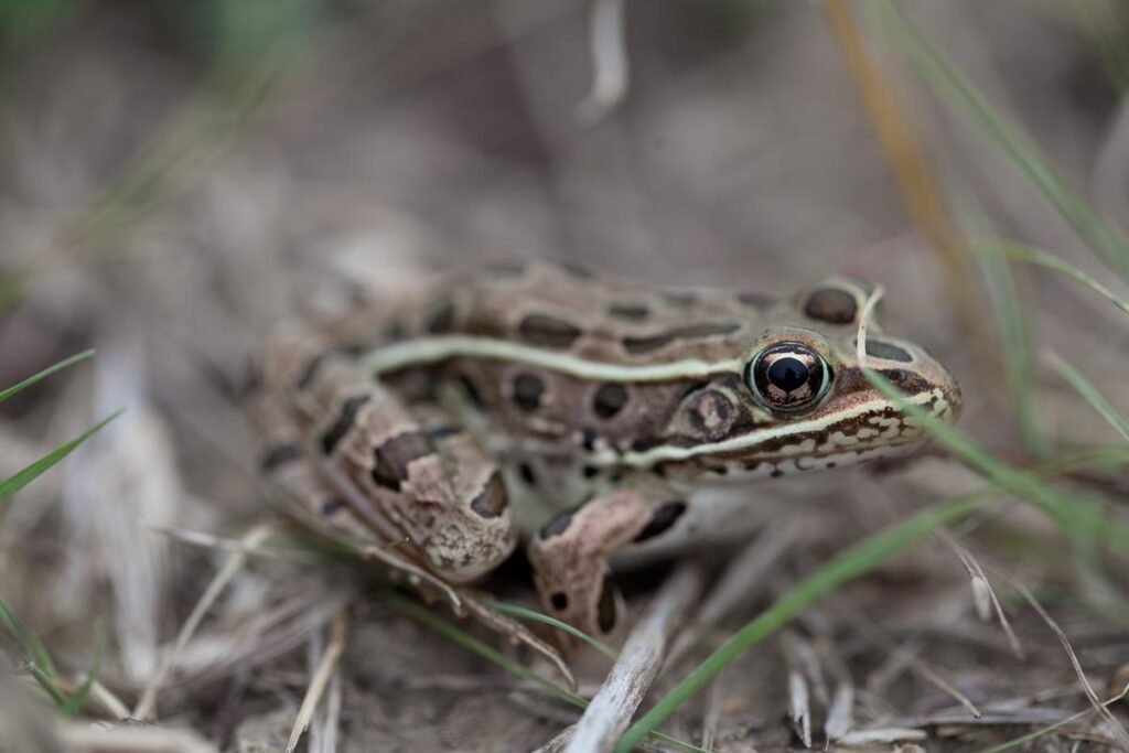 Leopard frog sitting in the dirt.