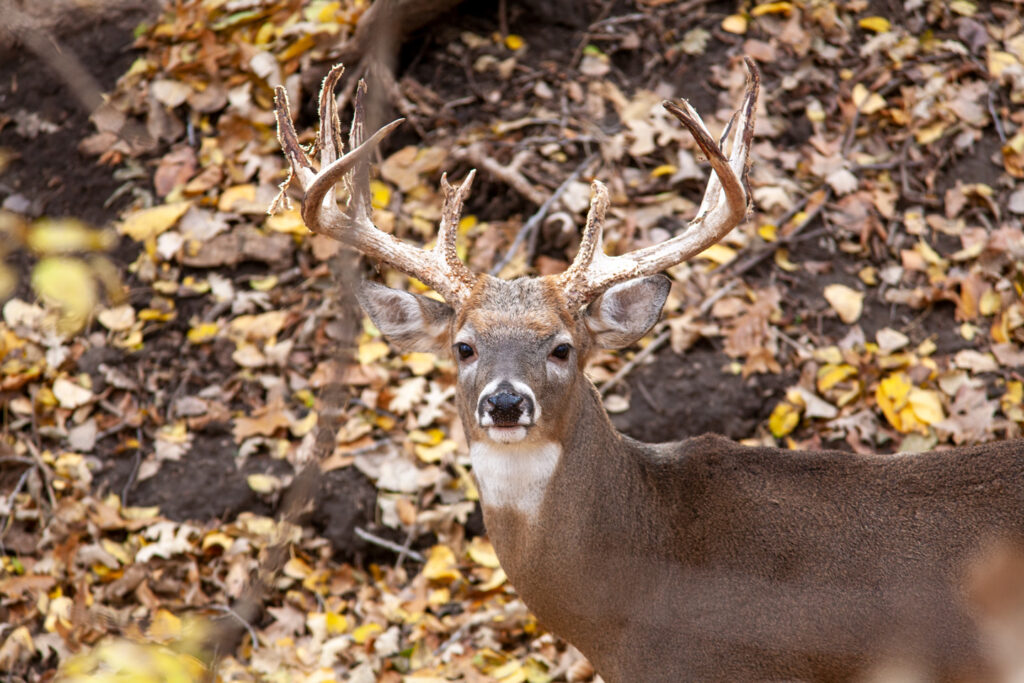 A buck surrounded by fallen leaves in a forest.