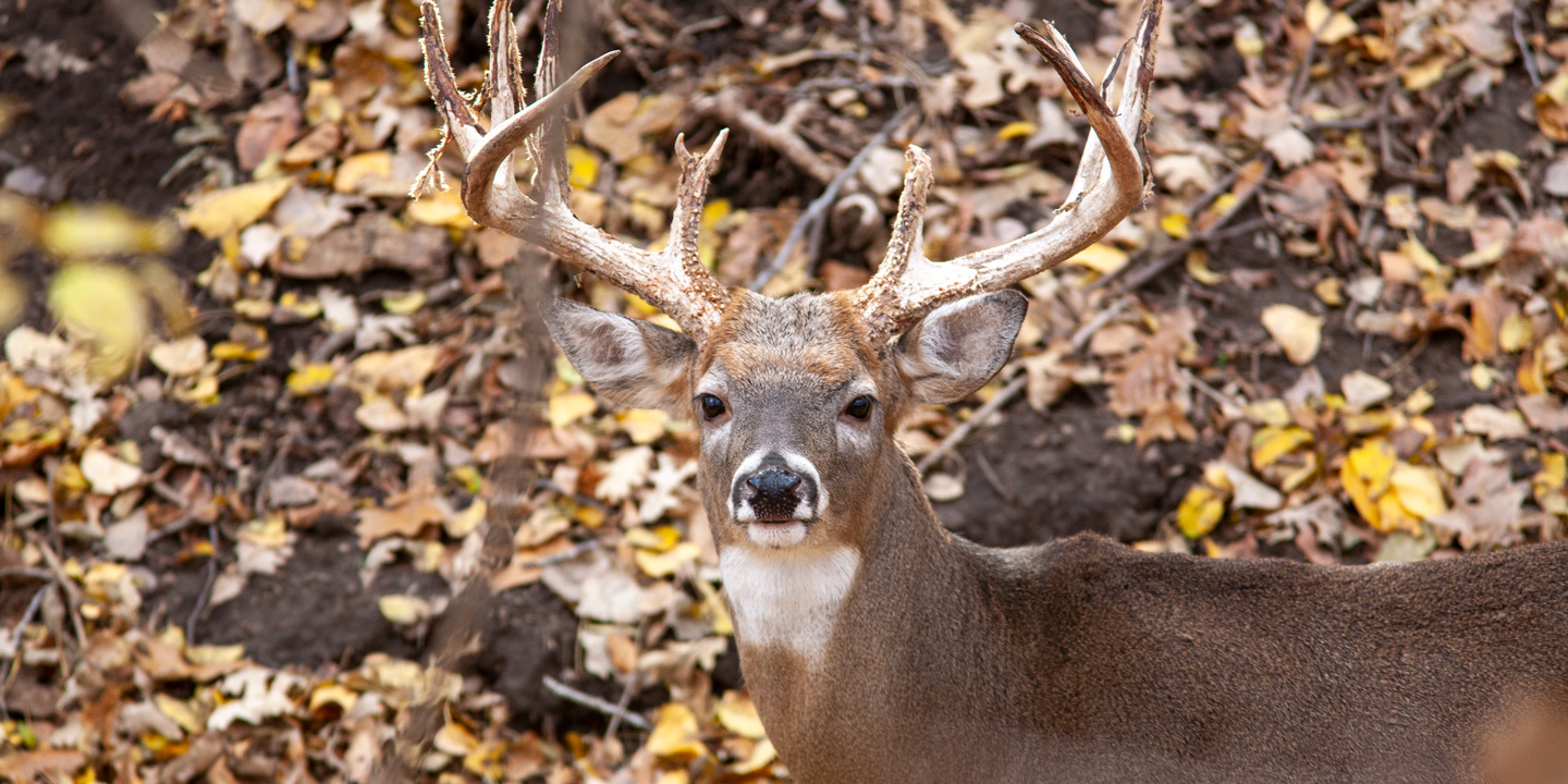 White Tailed Deer Hunting Videos: Ultimate Tips and Techniques