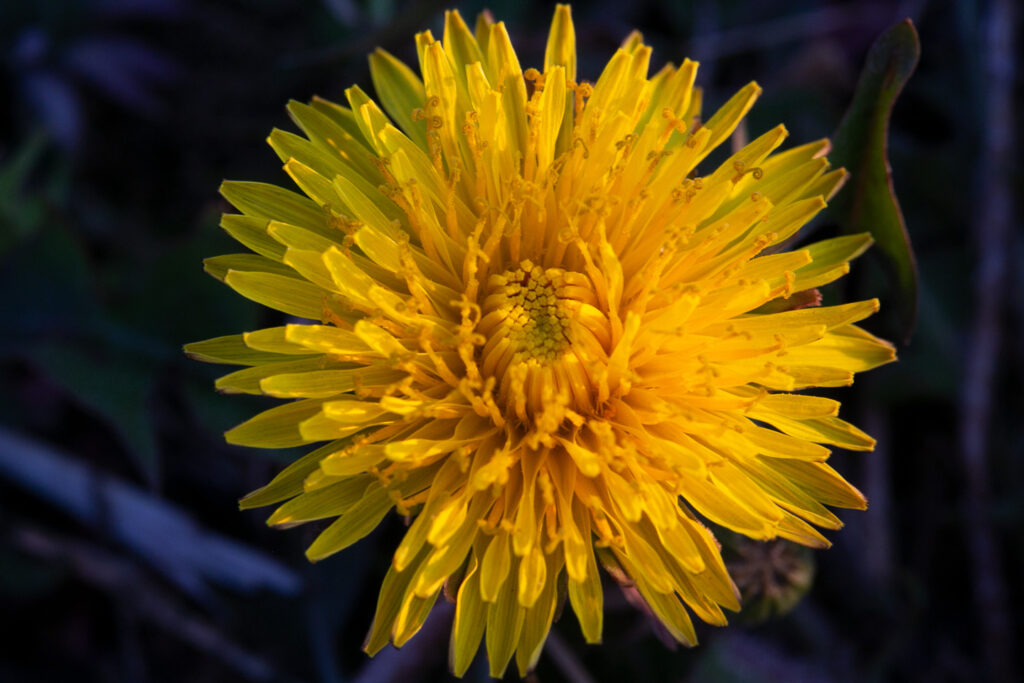 A close-up of a yellow dandelion head.