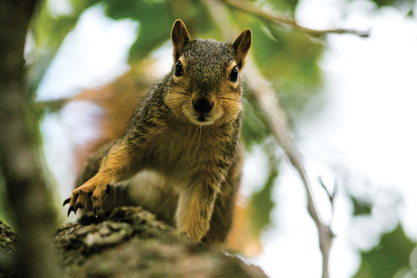 A eastern fox squirrel looks down from a tree.