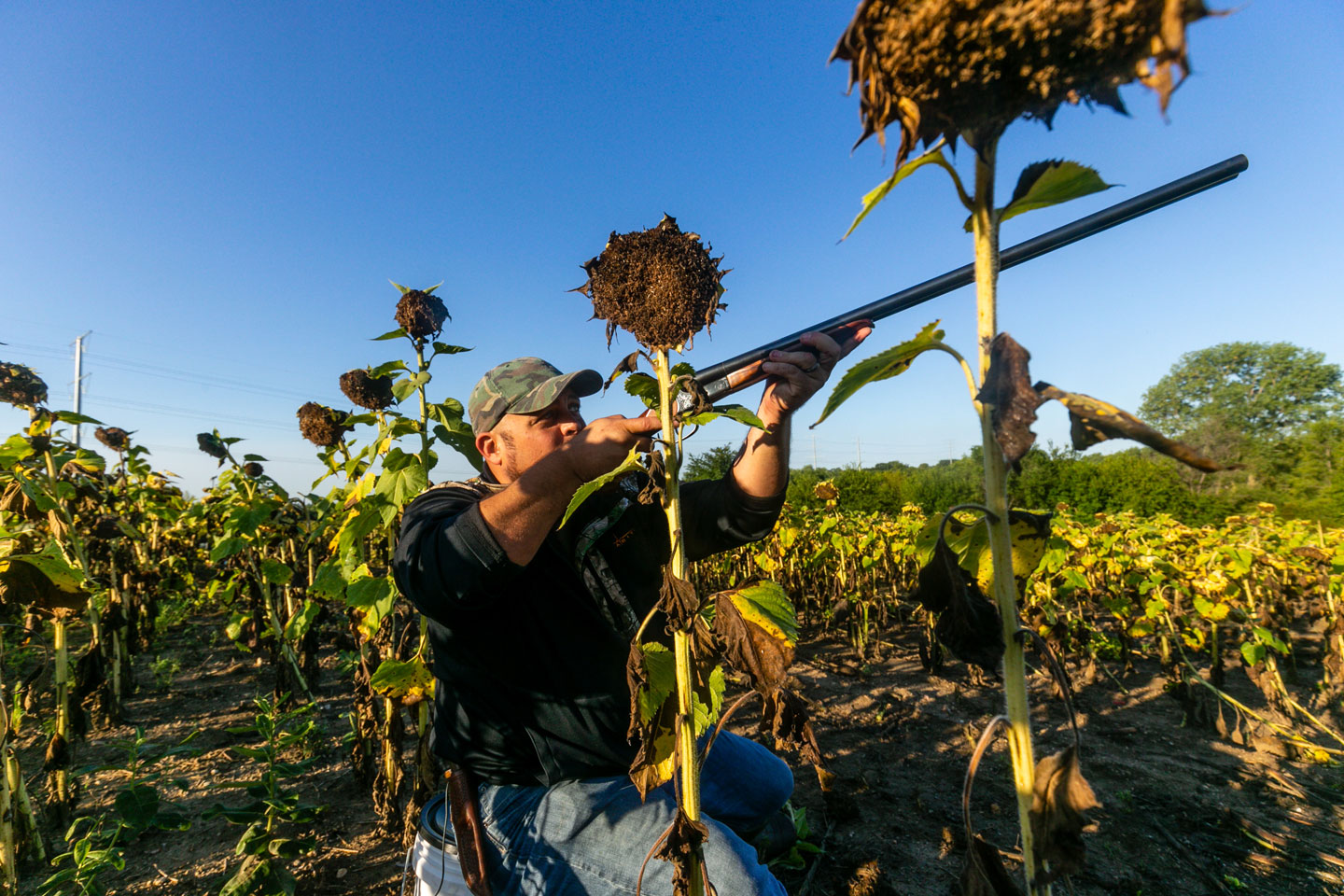 A man stands among full-grown sunflowers shooting at doves in the sky.