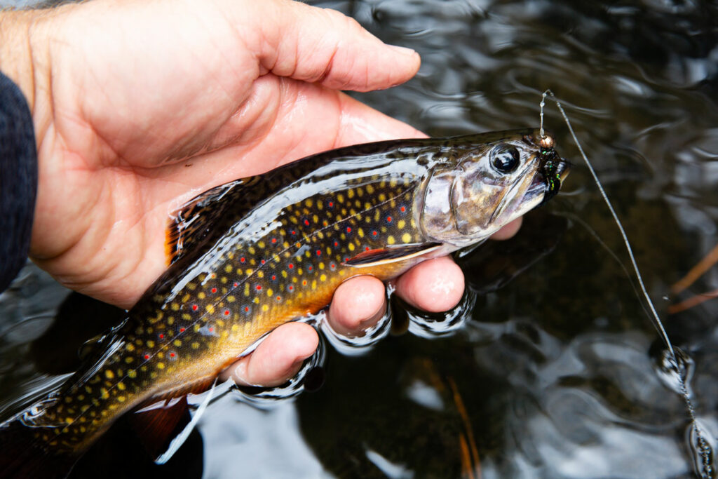 a hooked brook trout is held just above the water