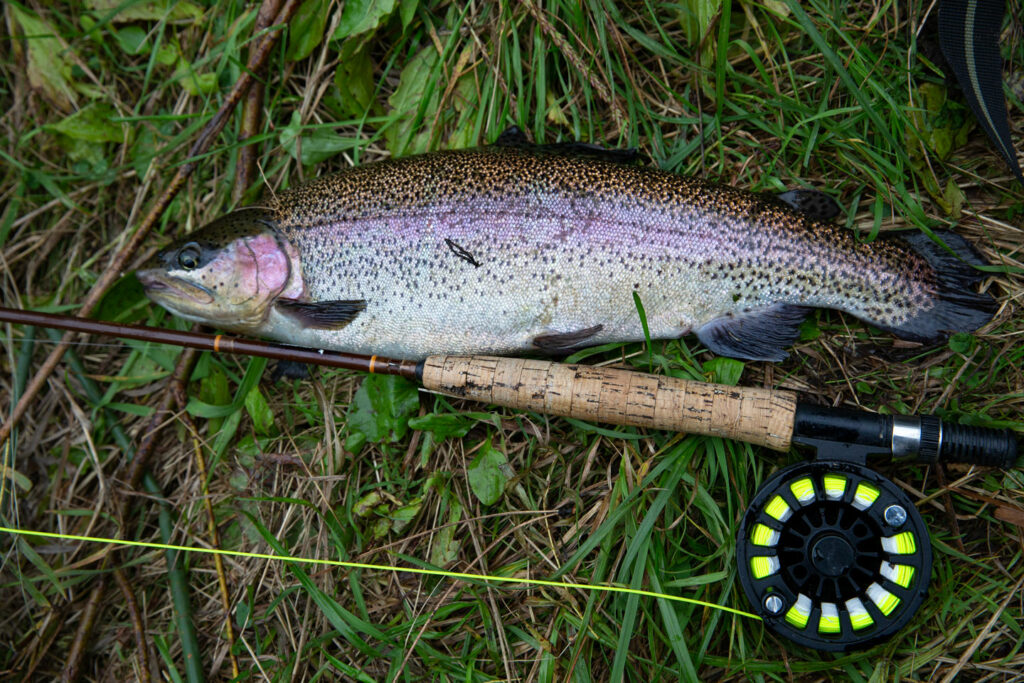 Rainbow trout bag shot with fly rod.