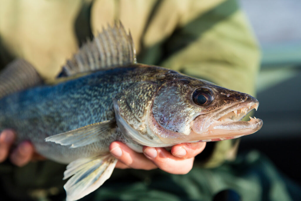 Walleye in hand.