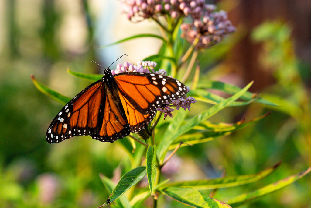 monarch butterfly and common milkweed in a garden
