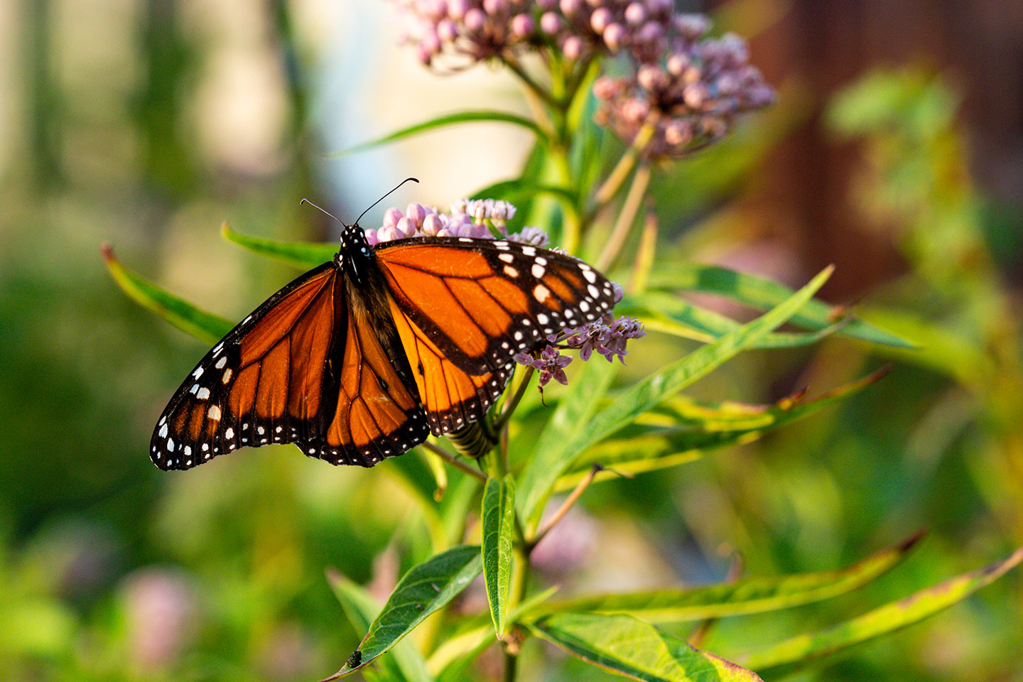 Game and Parks soon accepting wildlife viewing grant proposals