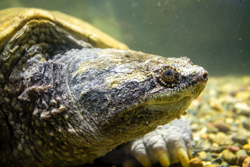 Close-up of big snapping turtle in the tank at Schramm Education Center. 