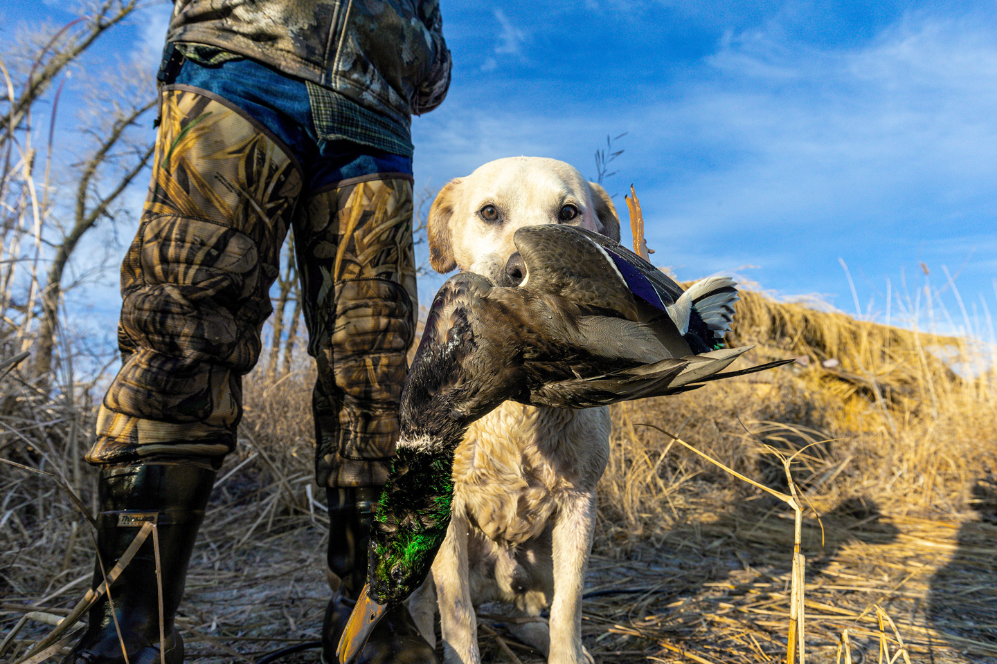 A white lab holds a retrieved mallard in its mouth.