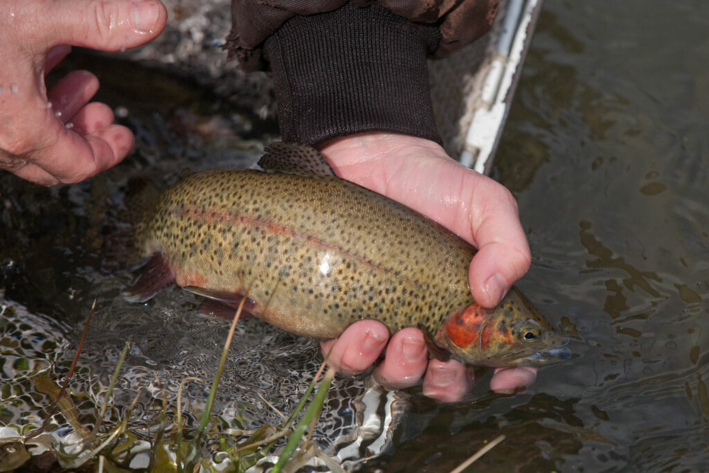 A rainbow trout being released into the water.